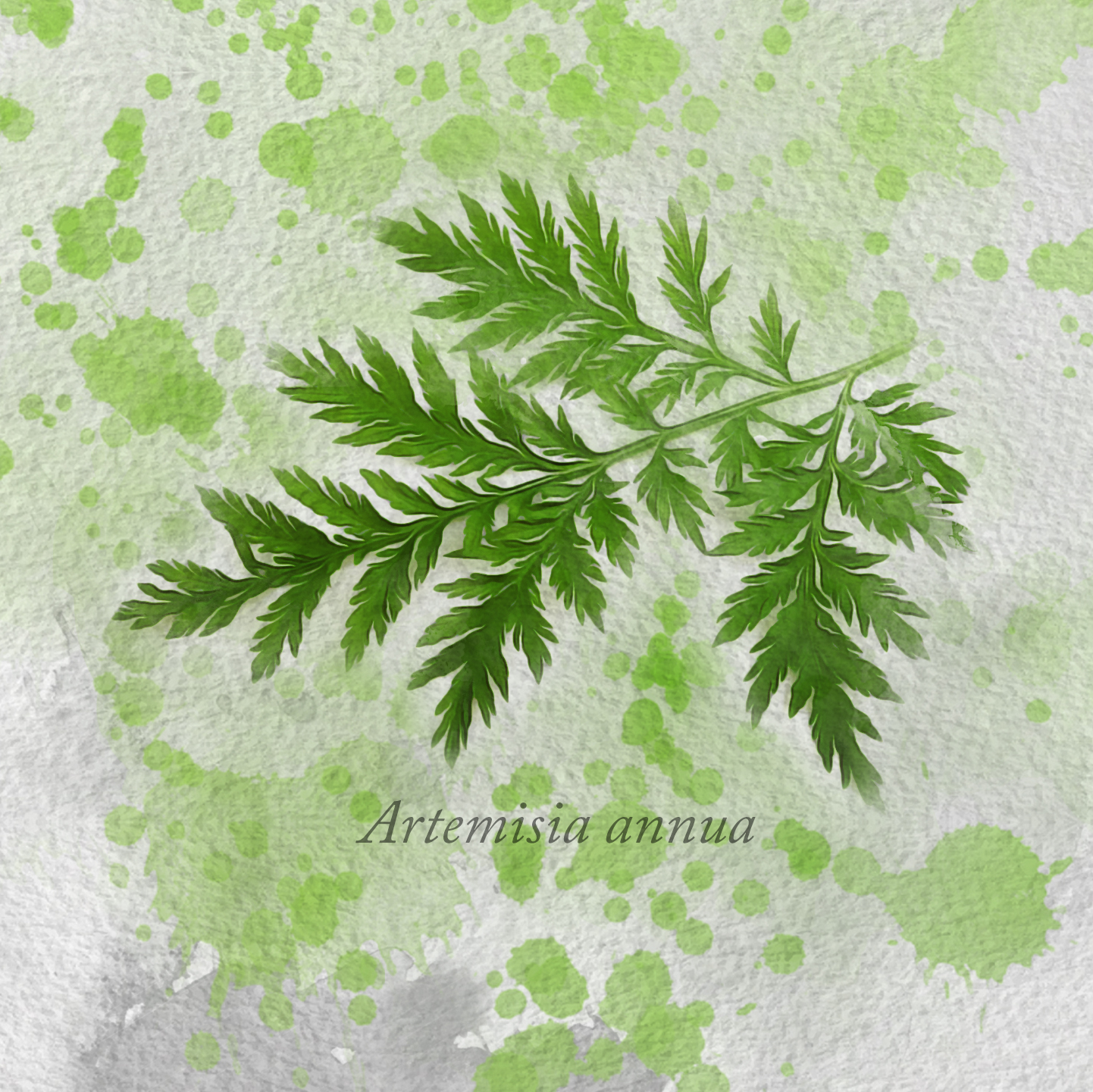 artemisia-annua